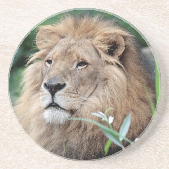 Lion 021 coaster (Front)