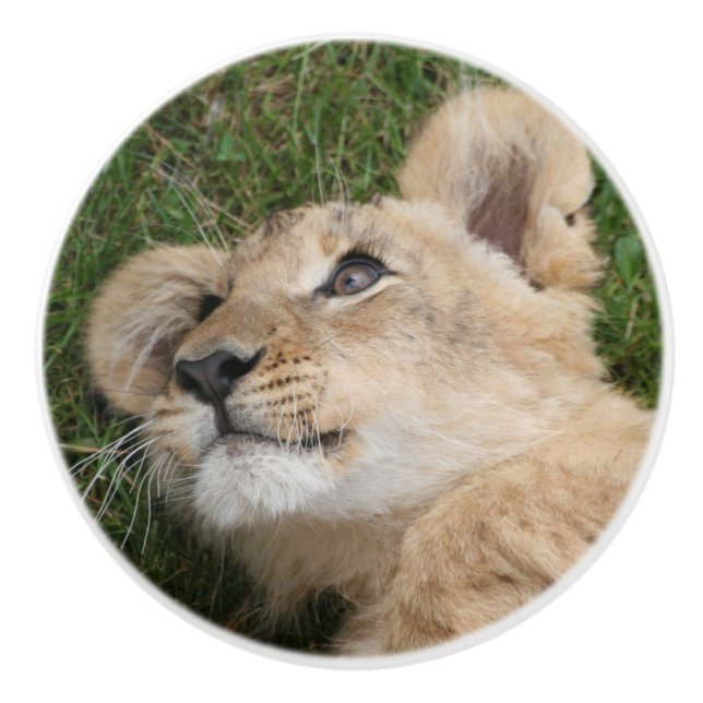 Lion 022 ceramic knob (Front)