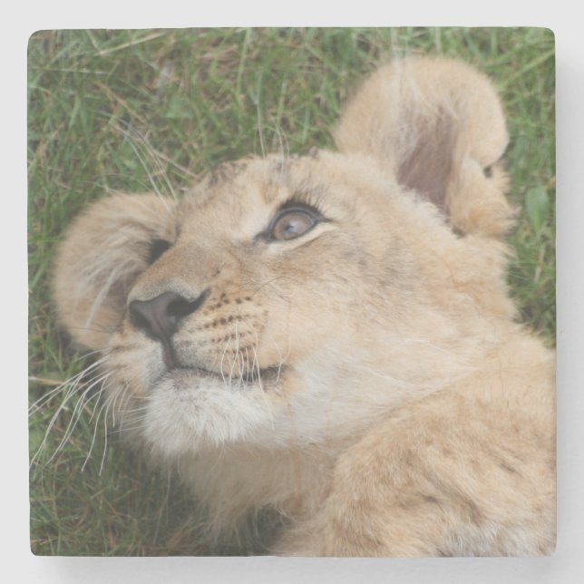 Lion 022 stone coaster (Front)