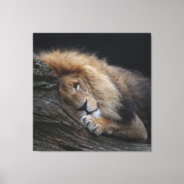 Lion 030 canvas print (Front)
