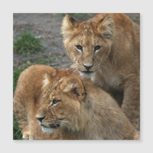Lion 033