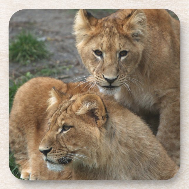 Lion 033 coaster (Front)