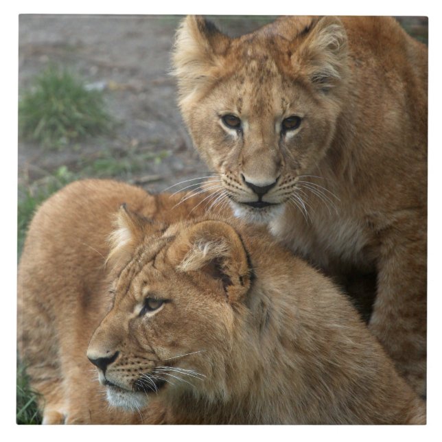 Lion 033 tile (Front)