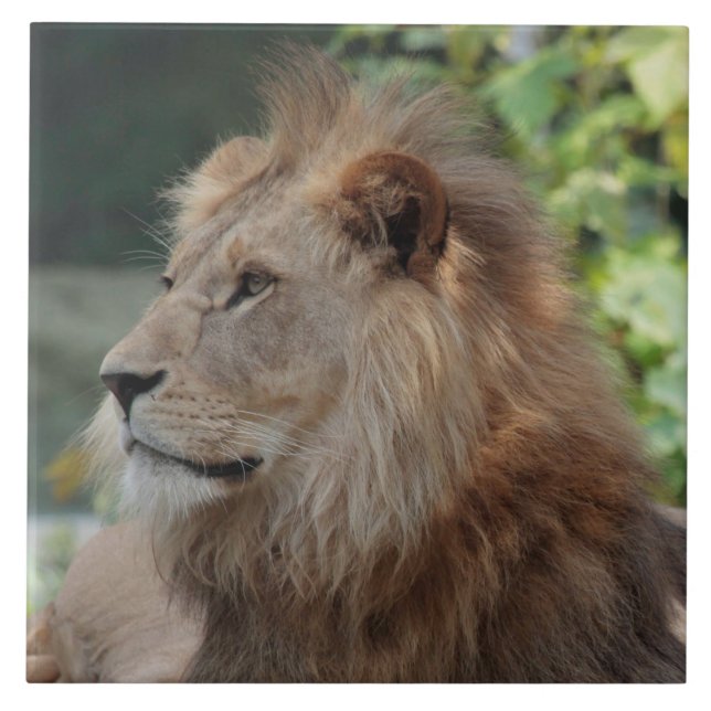 Lion 035 tile (Front)