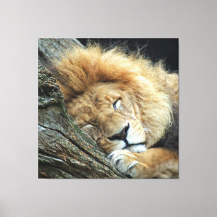 Lion 036 canvas print