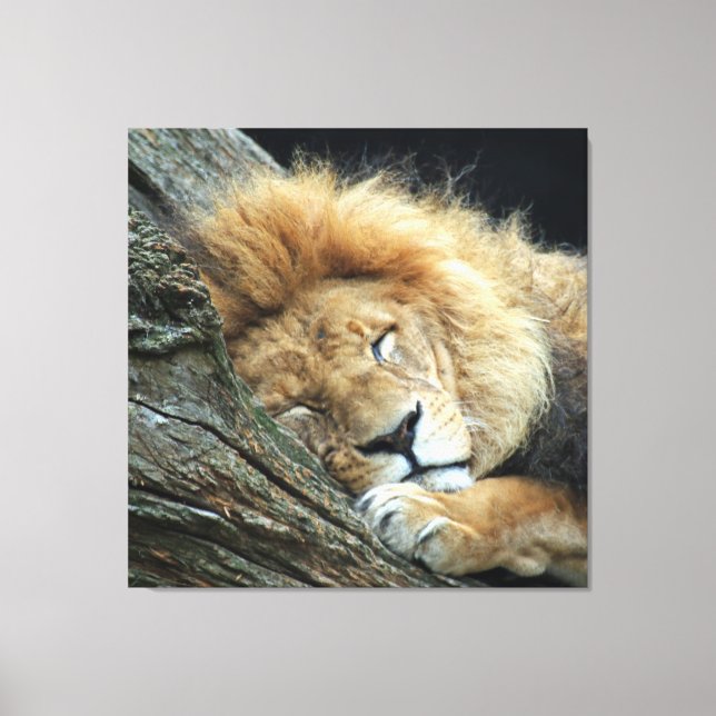 Lion 036 canvas print (Front)