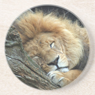 Lion 036 coaster