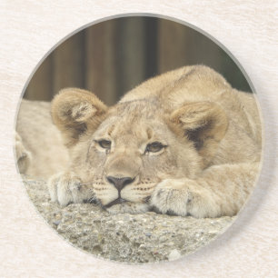 Lion 040 coaster