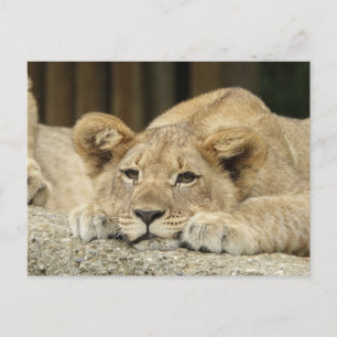 Lion 040 postcard
