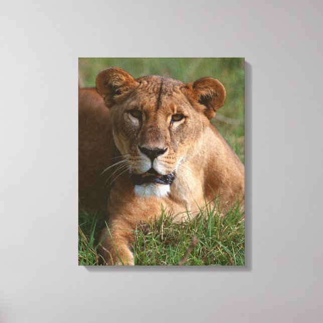 Lion 10 canvas print (Front)