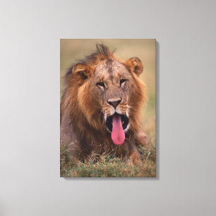 Lion 11 canvas print