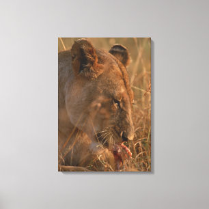 Lion 12 canvas print