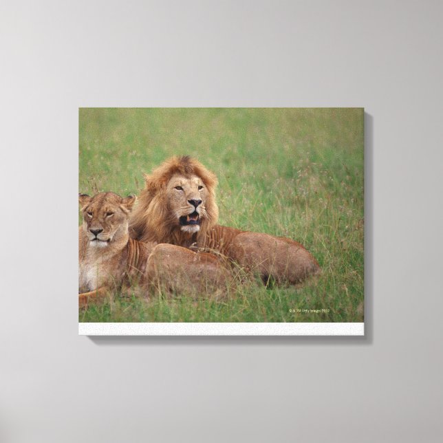 Lion 2 canvas print (Front)