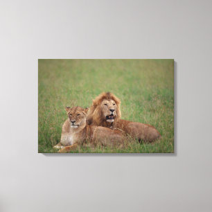 Lion 2 canvas print