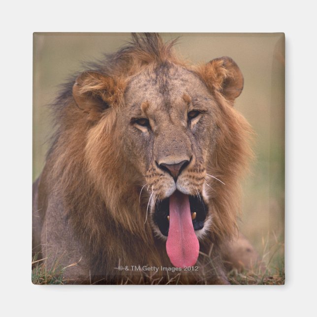 Lion 2 magnet (Front)
