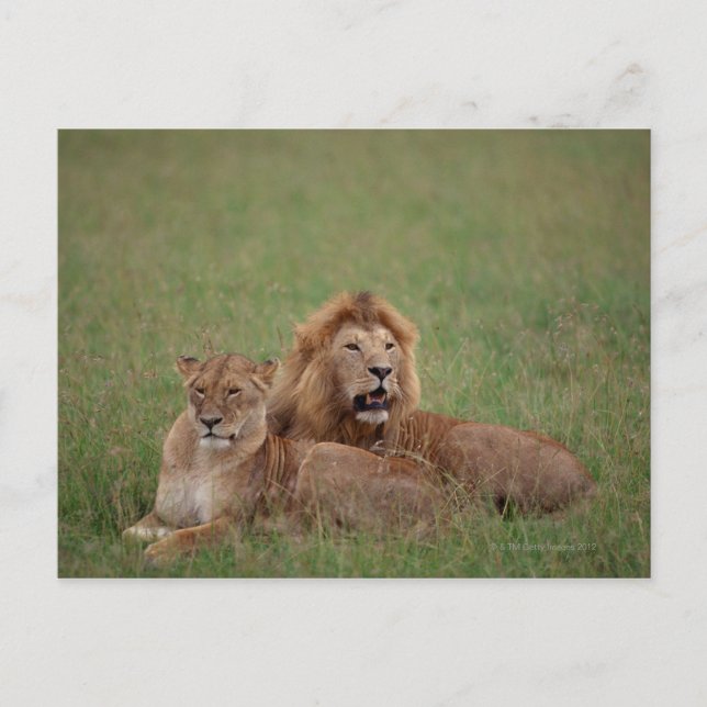 Lion 2 postcard (Front)