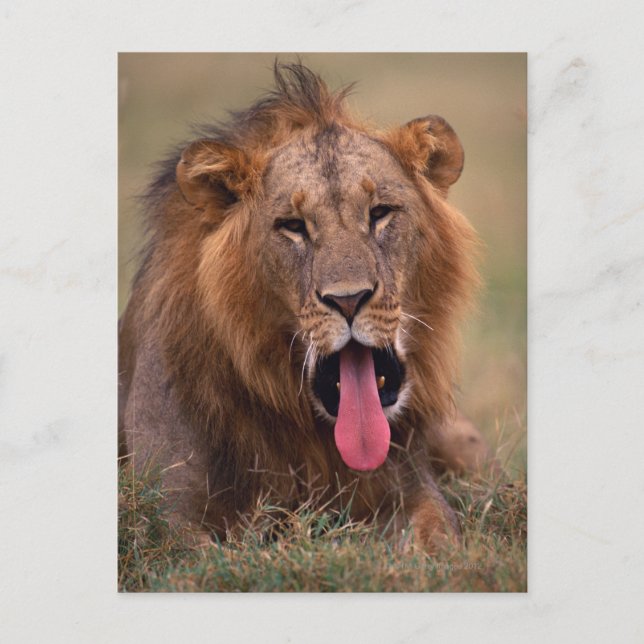 Lion 2 postcard (Front)