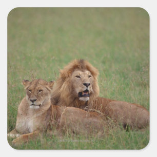 Lion 2 square sticker
