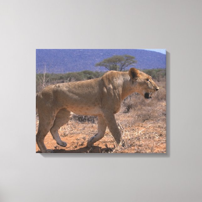 Lion 3 canvas print (Front)