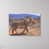 Lion 3