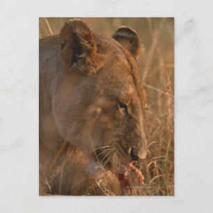 Lion 3 postcard