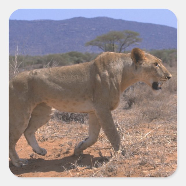 Lion 3 square sticker (Front)