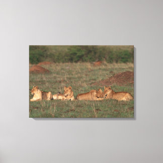 Lion 4 canvas print