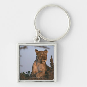 Lion 4 key ring