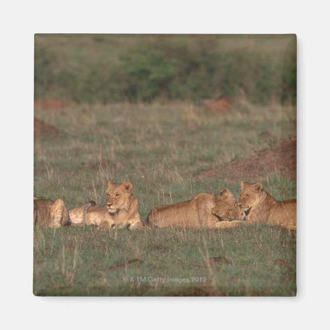 Lion 4 magnet (Front)