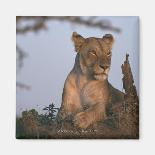 Lion 4 magnet