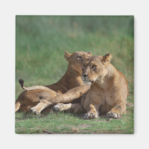 Lion 5 magnet