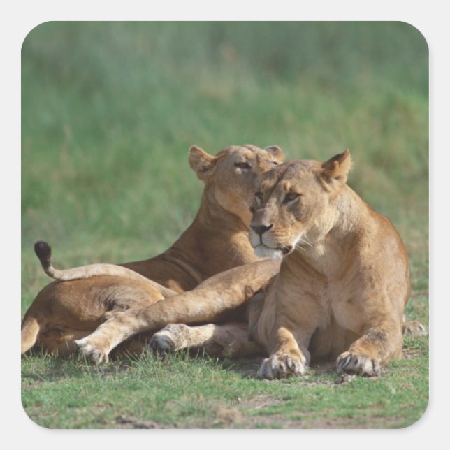 Lion 5 square sticker (Front)