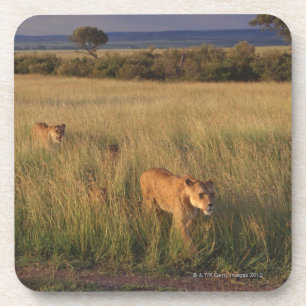 Lion 6 coaster