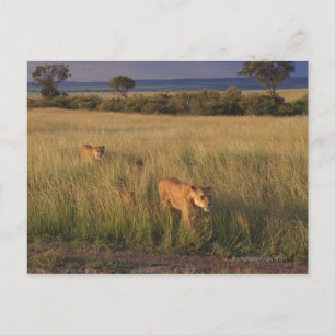 Lion 6 postcard