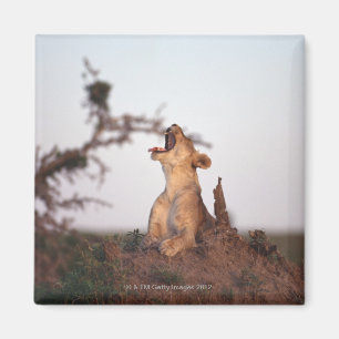 Lion 7 magnet