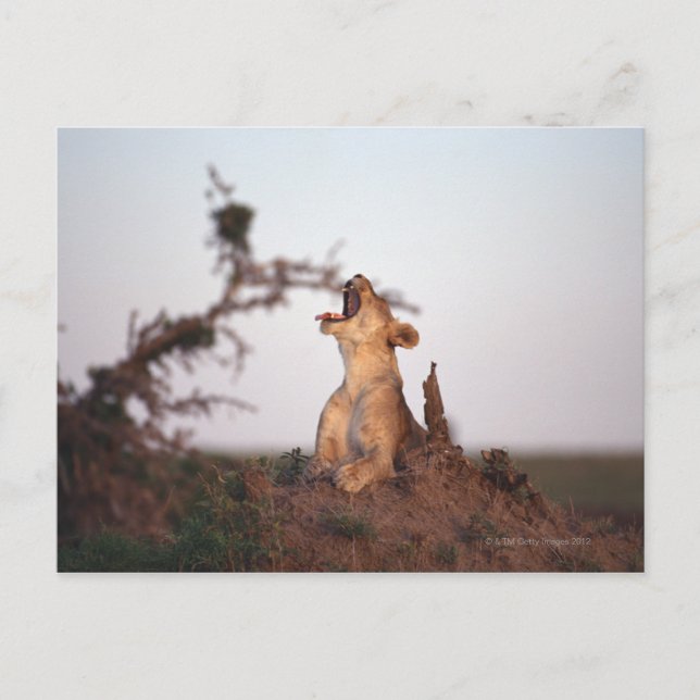 Lion 7 postcard (Front)