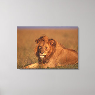 Lion 8 canvas print