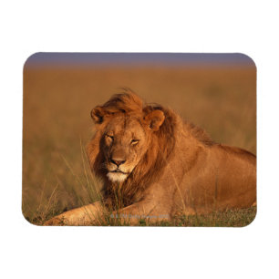 Lion 8 magnet
