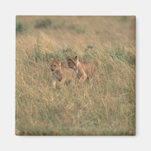 Lion 9 magnet