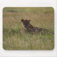 Lion Africa Savannah