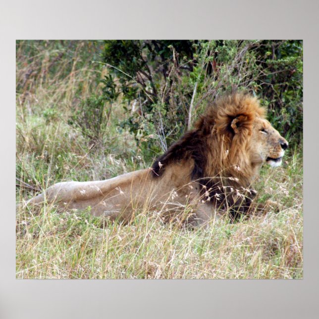 lion alert poster (Front)