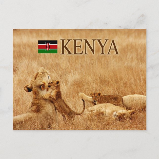 Lion and cub, Tsavo, Kenya Postcard (Front)