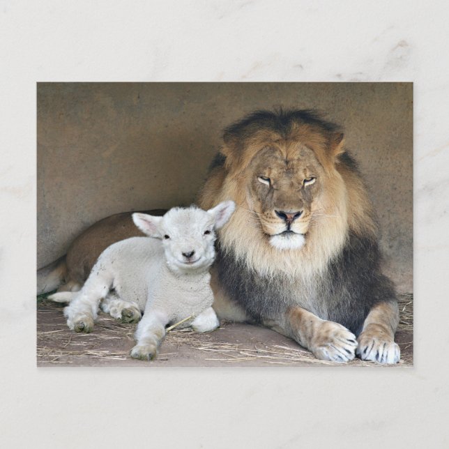 Lion and Lamb Postcard (Front)