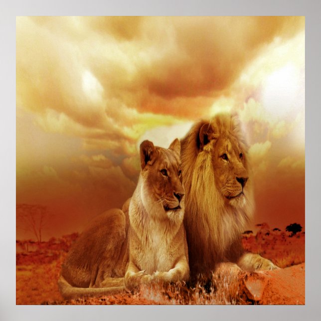 Lion and Lioness 24" x 24", Value Poster Paper (Front)