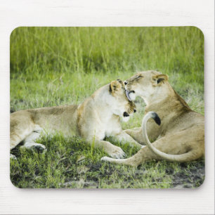 Lion and lioness, Africa 2 Mouse Pad