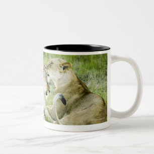 Lion and lioness, Africa 2 Two-Tone Coffee Mug