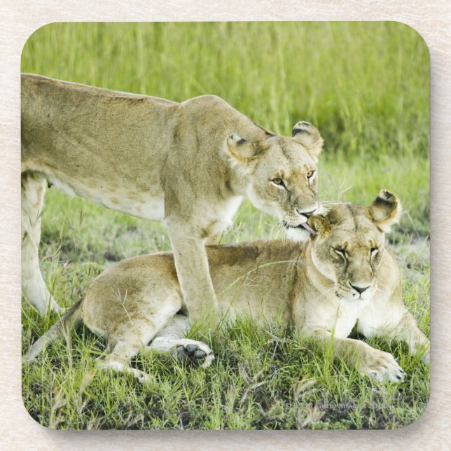 Lion and lioness, Africa Coaster (Front)