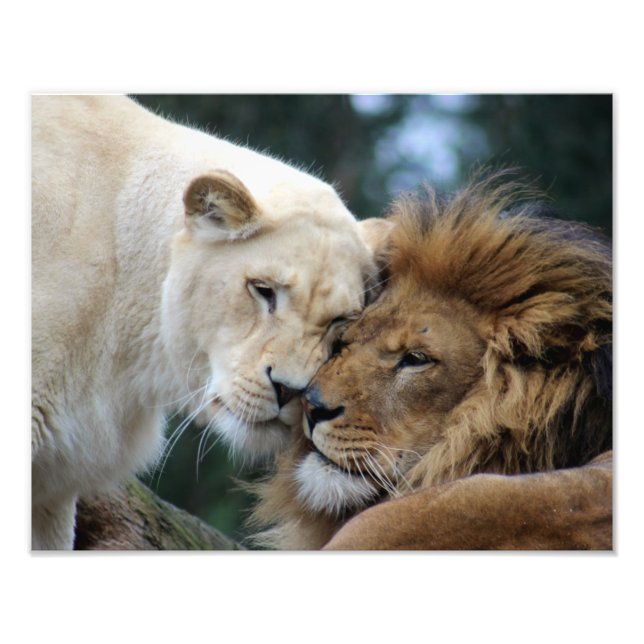 Lion and Lioness Photo Print (Front)