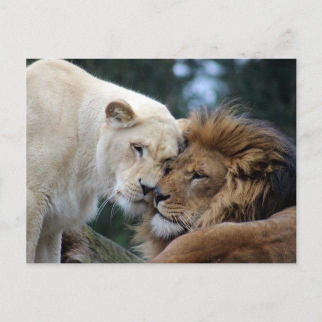 Lion and Lioness Postcard (Front)