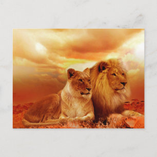 Lion and Lioness Postcard